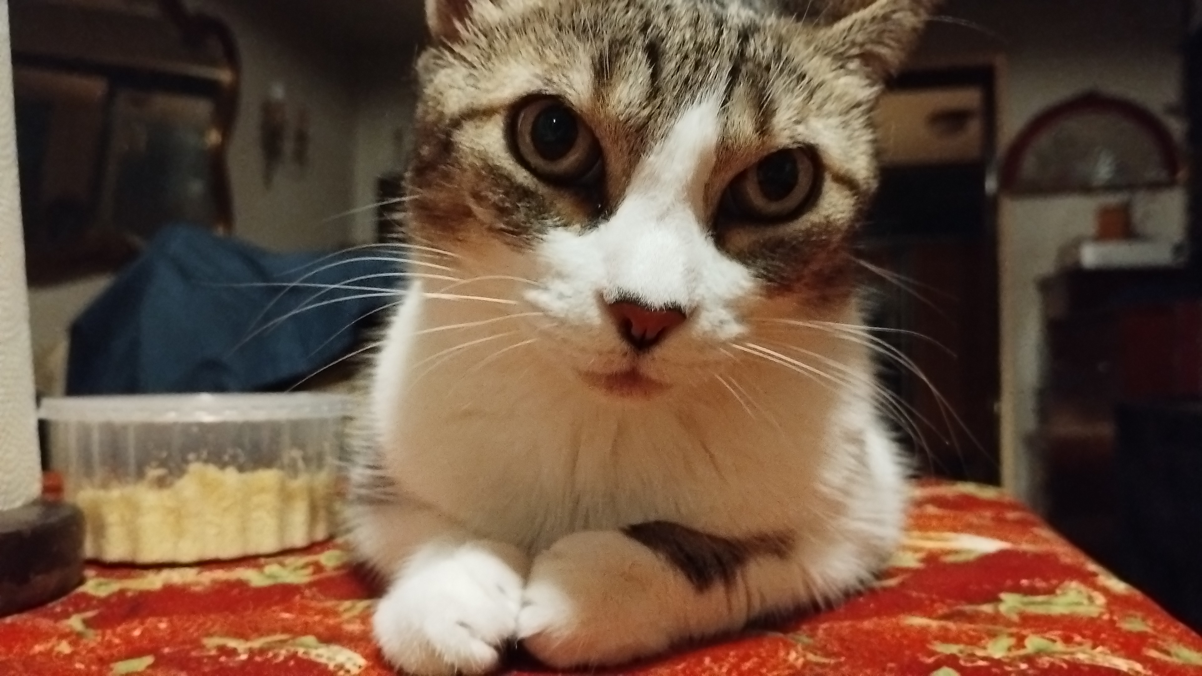 Tuni sitting politely